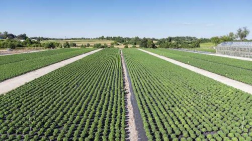 Fine-Tuning Greenhouse Contract Growing Keeps Costs In Line At Tidal Creek Growers