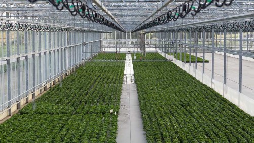 Maryland-Based SunMed Growers Nabs Cannabis License