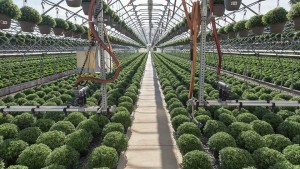 Five Tips For Successful Use Of Boom Irrigation Lighting On Long-Day Ornamentals
