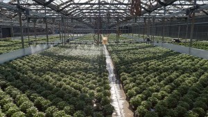 Tidal Creek Growers Up Close And Personal [Photo Gallery]