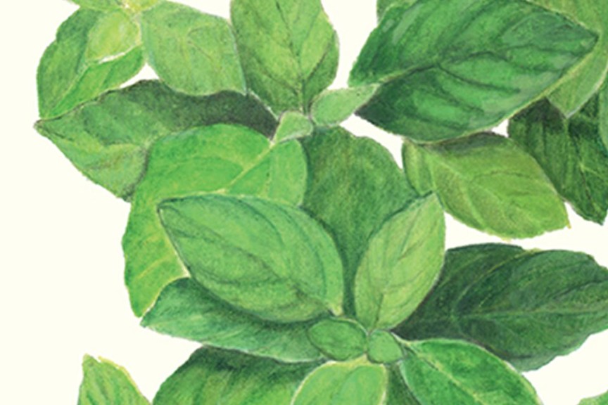 Lemon Basil (Botanical Interests)
