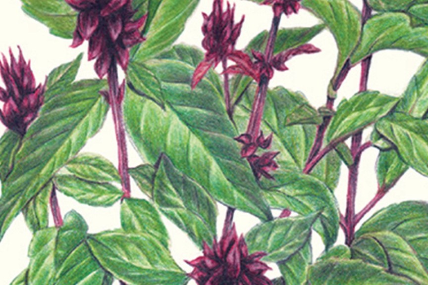 Thai Basil ‘Sweet Thai’ (Botanical Interests)