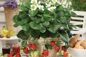 Strawberry ‘Montana’ (ABZ Seeds)