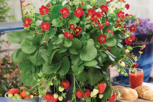 Strawberry ‘Ruby Ann’ (ABZ Seeds)