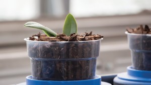 Three Factors That Can Impact The pH Of Growth Media