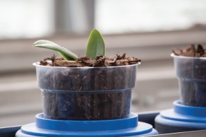 Orchid Production At Green Circle Growers