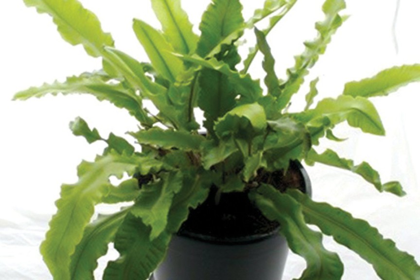 10 Perennials For 2016