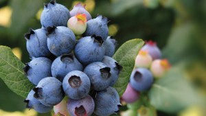 Why Star Roses And Plants Is Buying The BrazelBerries Program From Fall Creek Farm And Nursery