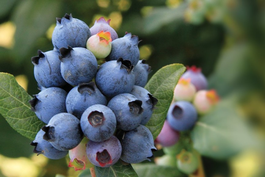 Blueberry ‘BrazelBerries Perpetua’ (Fall Creek Farm & Nursery)