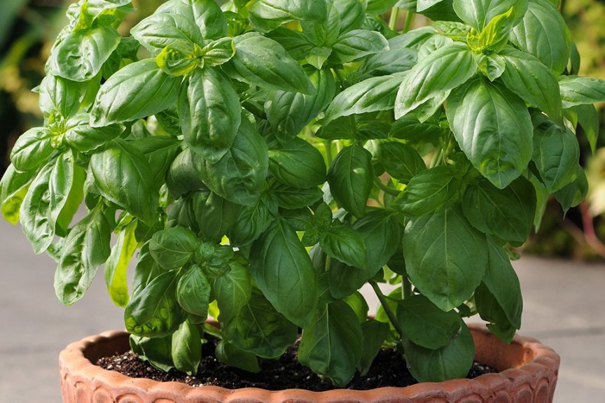 Basil ‘Dolce Fresca’ (PanAmerican Seed)
