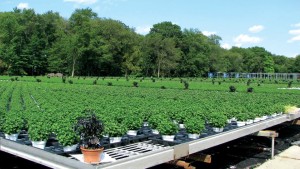 Learn About Biological Controls In The Greenhouse In A New Online Course