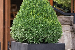 12 Shrubs, Sub-Shrubs And Vines For 2016