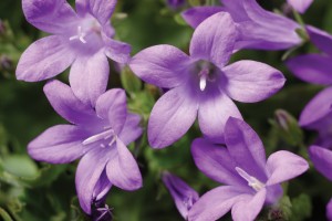 10 Perennials For 2016