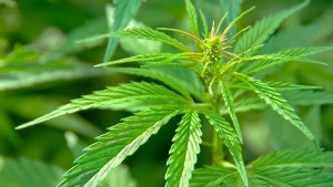 Five Florida Growers Receive Licenses To Potentially Produce And Process Medical Marijuana