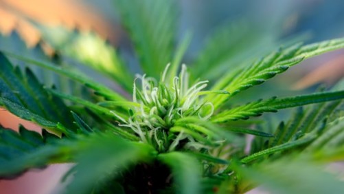 Supplemental Lighting Benefits For Growing Cannabis In The Greenhouse
