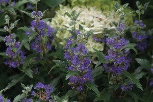 12 Shrubs, Sub-Shrubs And Vines For 2016