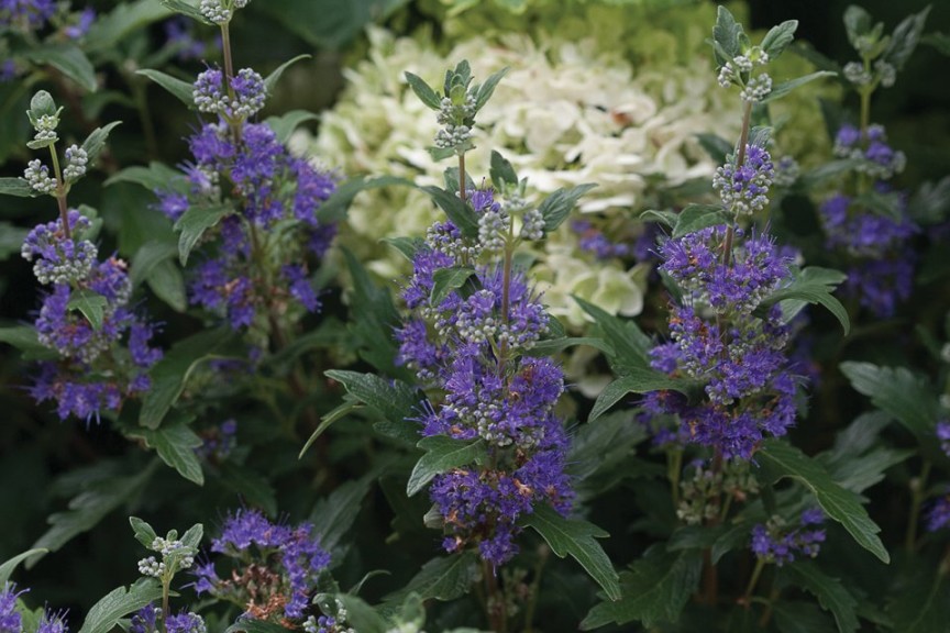 12 Shrubs, Sub-Shrubs And Vines For 2016