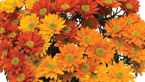 Syngenta Has A New Buyer, Will Not Divest Flower Seeds Business