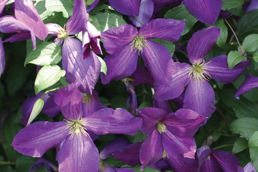 12 Shrubs, Sub-Shrubs And Vines For 2016