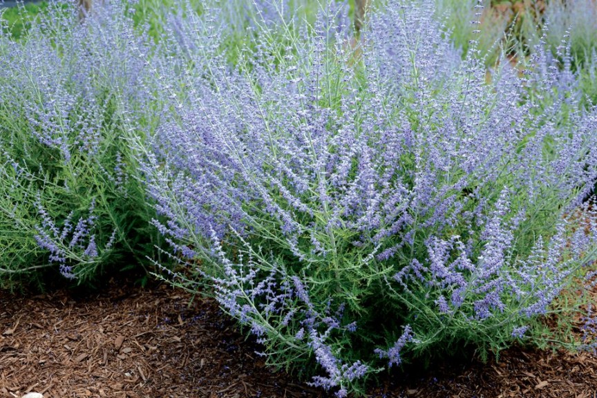  New 2015 Perovskia Varieties