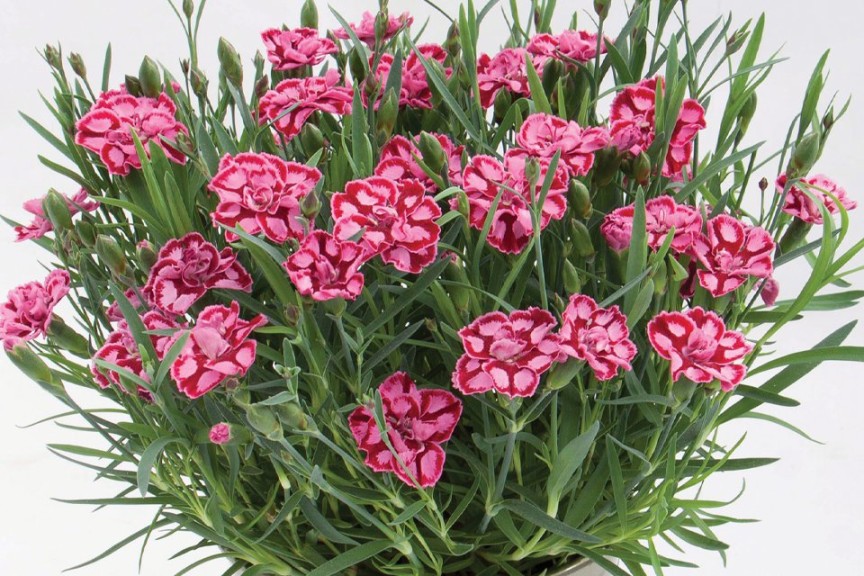 10 Perennials For 2016