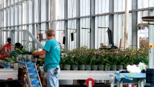 AmericanHort Hosting Webinar On Overtime Rule Compliance