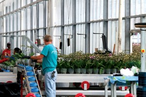 Orchid Production At Green Circle Growers