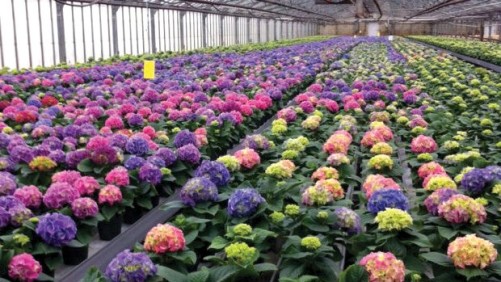 AgriNomix Helps Keepsake Plants Cut Labor Costs With Automated Trimming