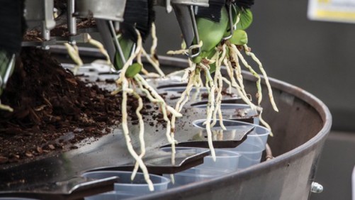 Technology Improves Orchid Production At Green Circle Growers