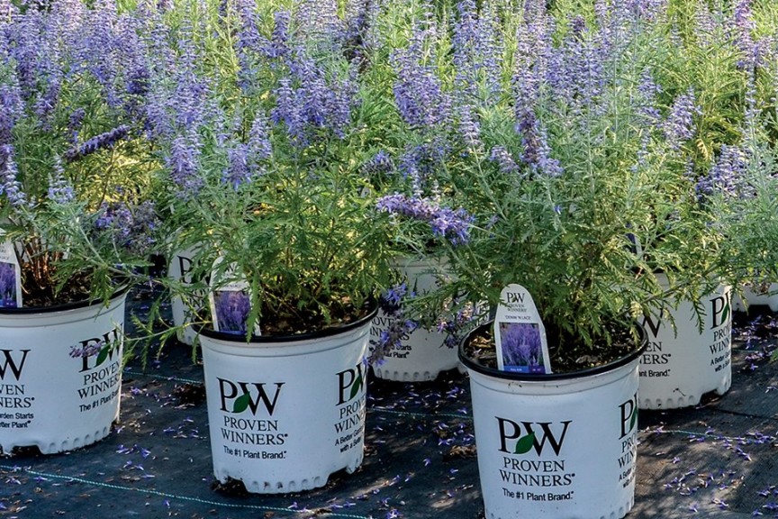 New 2015 Perovskia Varieties