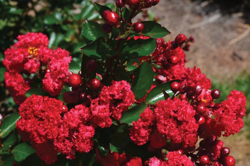 Lagerstroemia ‘First Editions Ruffled Red Magic’ (Bailey Nurseries)