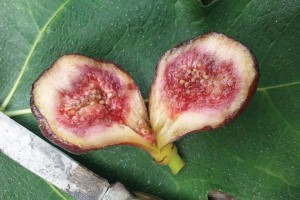 Fig ‘Little Ruby’ (AgriStarts)