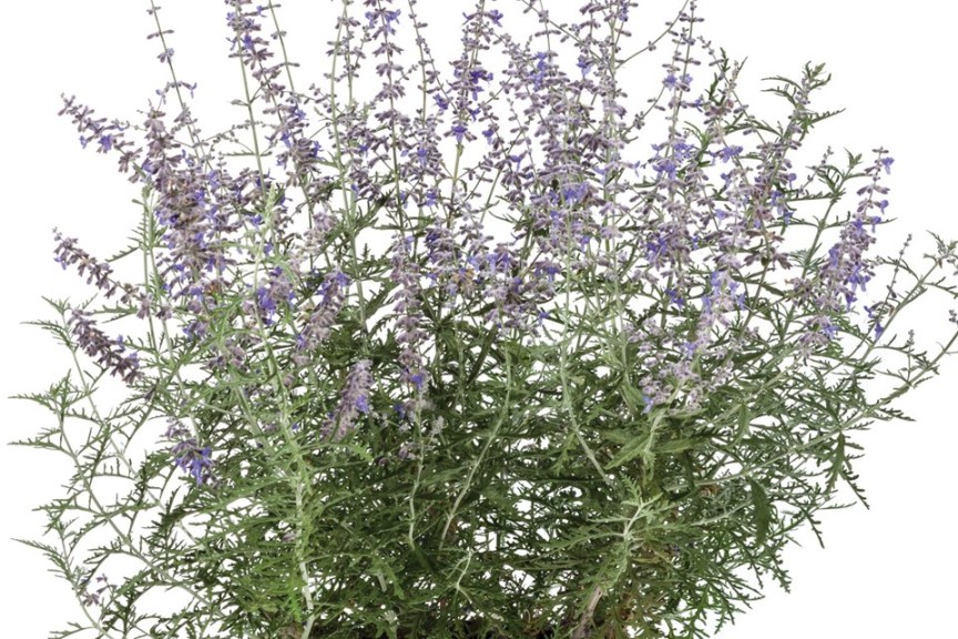 New 2015 Perovskia Varieties