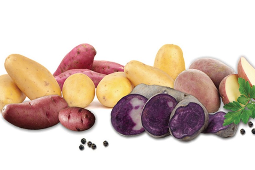 Organic Potatoes (Netherland Bulb Co.)