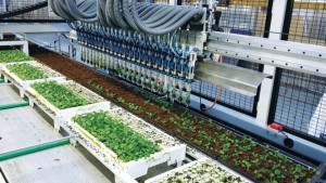 Visser NA Rebrands as Bellpark Horticulture