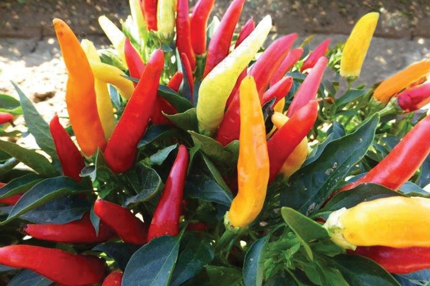 Pepper ‘Sweet Savour’ (Burpee Home Gardens)