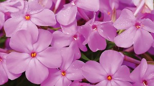 10 New Perennials For 2016 Coming To A Garden Near You