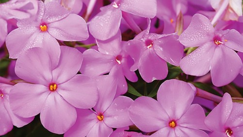 10 New Perennials For 2016 Coming To A Garden Near You