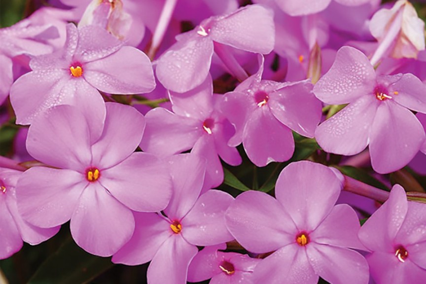 10 Perennials For 2016
