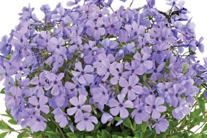 10 Perennials For 2016