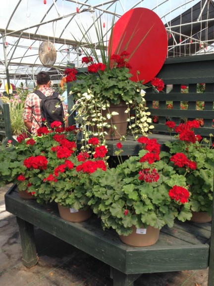 Color code your plants