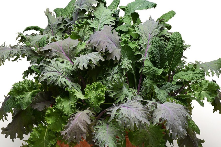 SimplySalad Kale Storm (PanAmerican Seed)