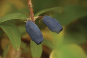 Sweetberry Honeysuckle ‘Sugar Mountain Blue’ (Proven Winners ColorChoice Shrubs)