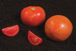 Tomato ‘Summerpick’ (Syngenta Flowers)
