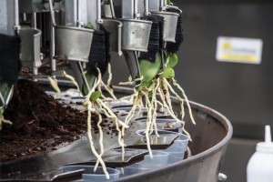 Orchid Production At Green Circle Growers