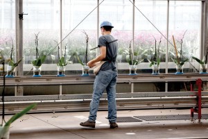 Orchid Production At Green Circle Growers