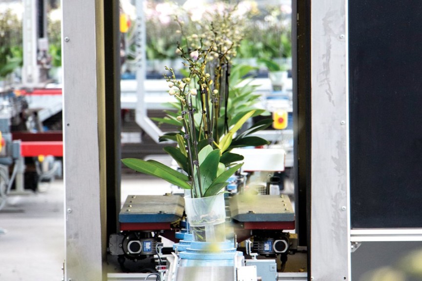 Orchid Production At Green Circle Growers