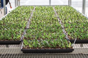 Orchid Production At Green Circle Growers