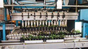 How Spring Meadow Nursery’s Custom Sorting Machine  Keeps Its Young Plants Uniform