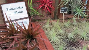 Bonsall Nursery Devastated By California Wildfire